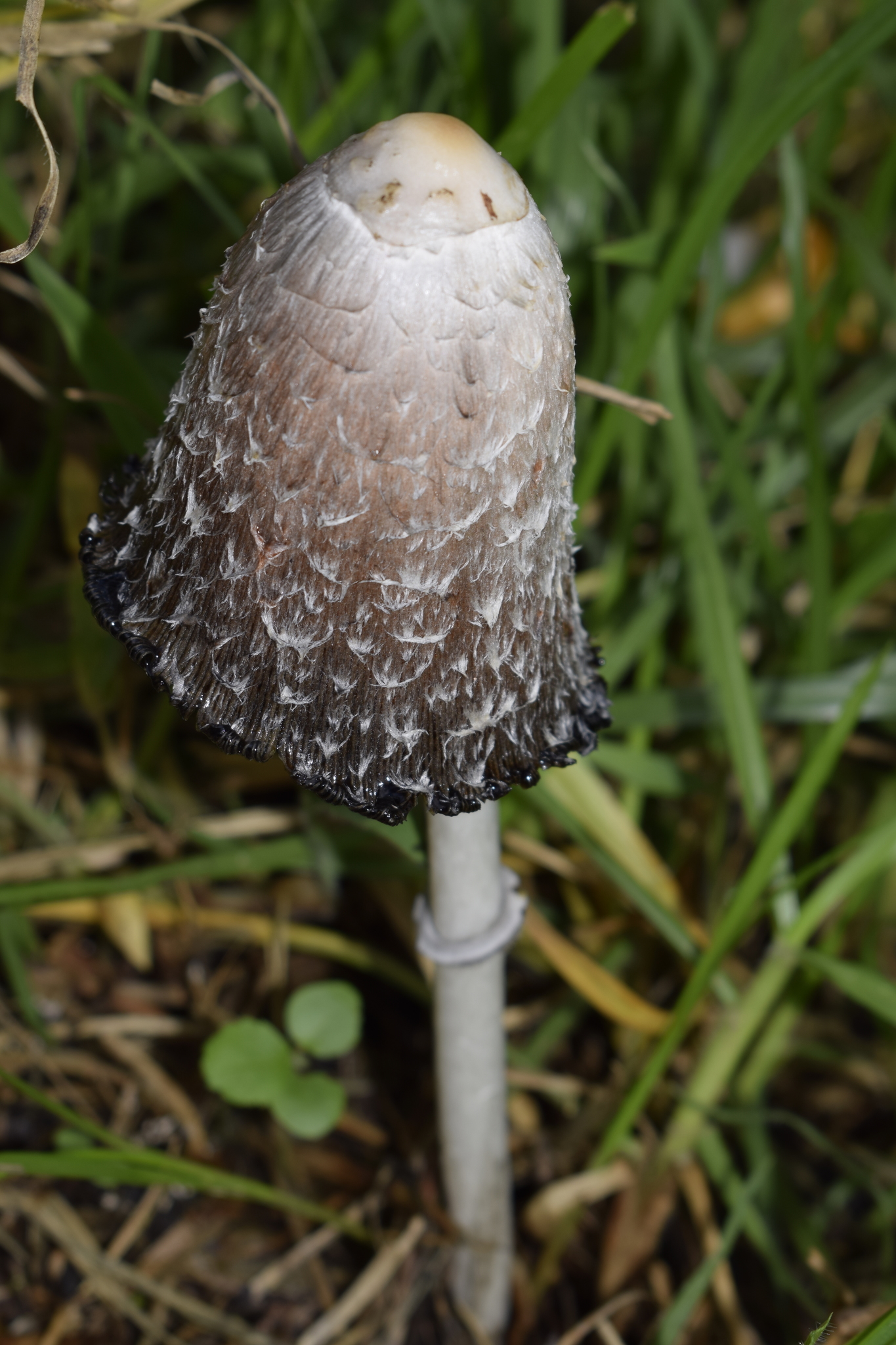Coprinus image