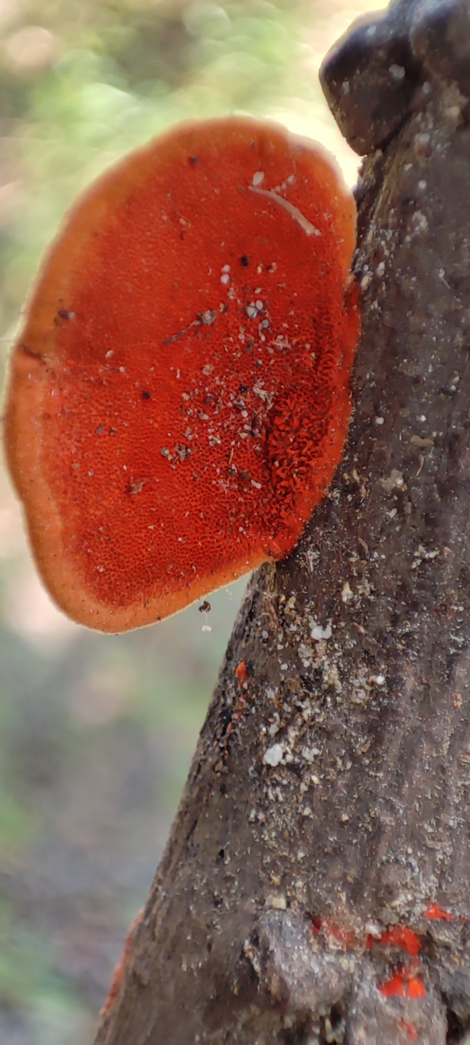 Polyporaceae image