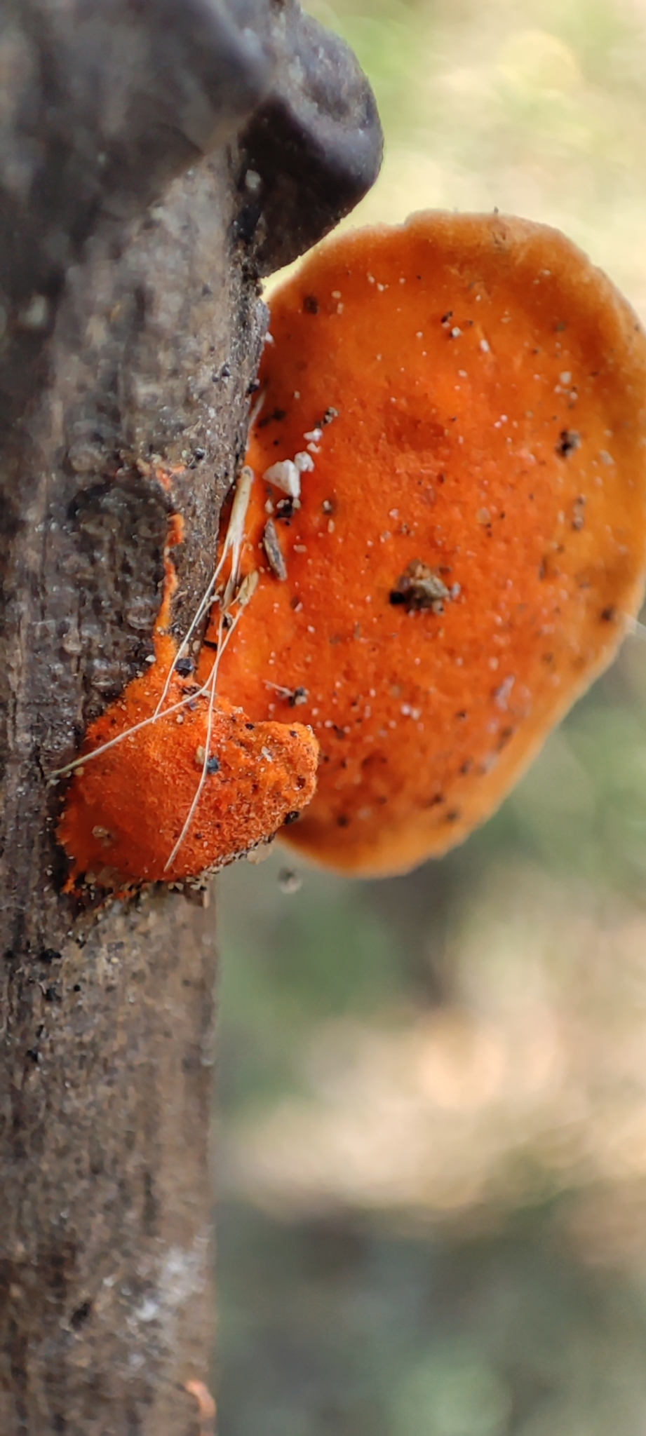 Polyporaceae image