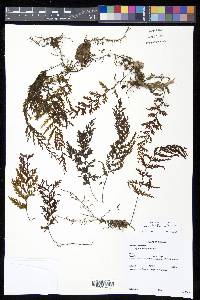 Hymenophyllum fucoides image