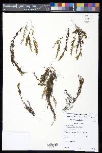 Hymenophyllum fendlerianum image