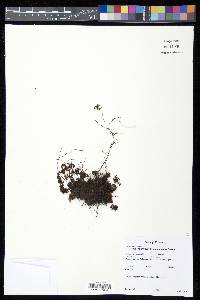 Hymenophyllum trichomanoides image