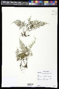 Asplenium fragrans image