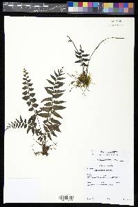 Asplenium auriculatum image