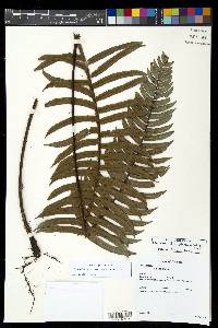 Parablechnum stipitellatum image