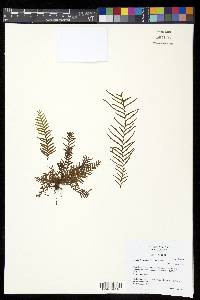 Ceradenia capillaris image