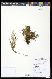 Ceradenia pilipes image