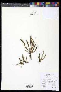 Grammitis bryophila image