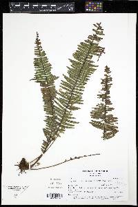 Mycopteris semihirsuta image