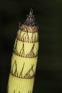 Media resource of Equisetum giganteum
