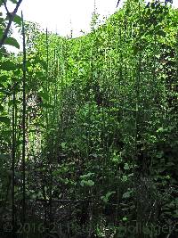 Equisetum giganteum image
