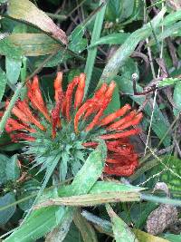Leonotis nepetifolia image