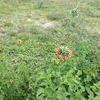 Leonotis nepetifolia image