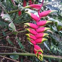 Heliconia rostrata image