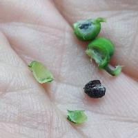 Media resource of Euphorbia heterophylla