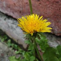 Taraxacum officinale image