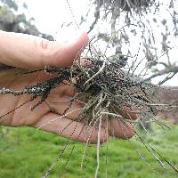 Tillandsia recurvata image