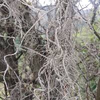 Tillandsia usneoides image