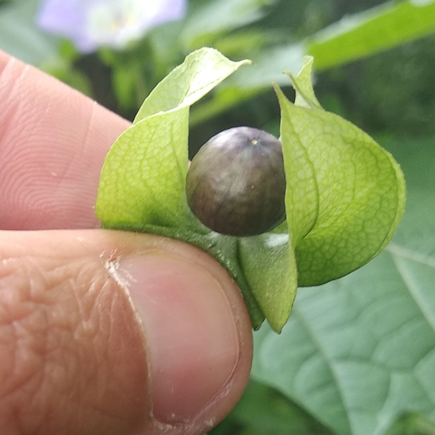 Nicandra physalodes image