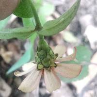 Zinnia peruviana image