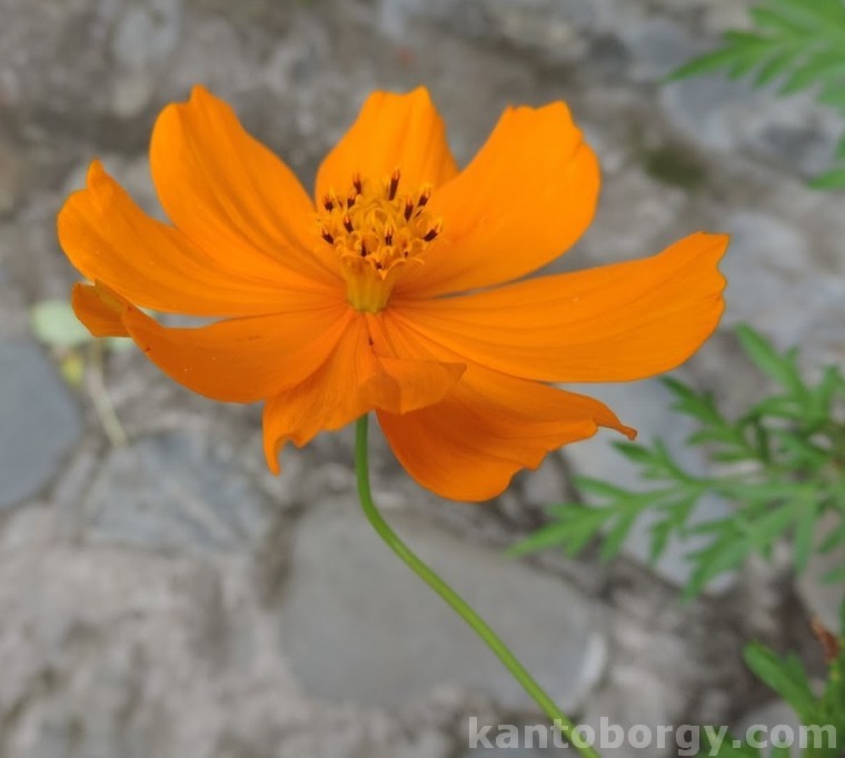 Cosmos image