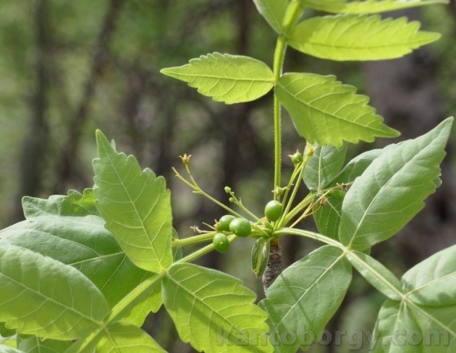 Burseraceae image