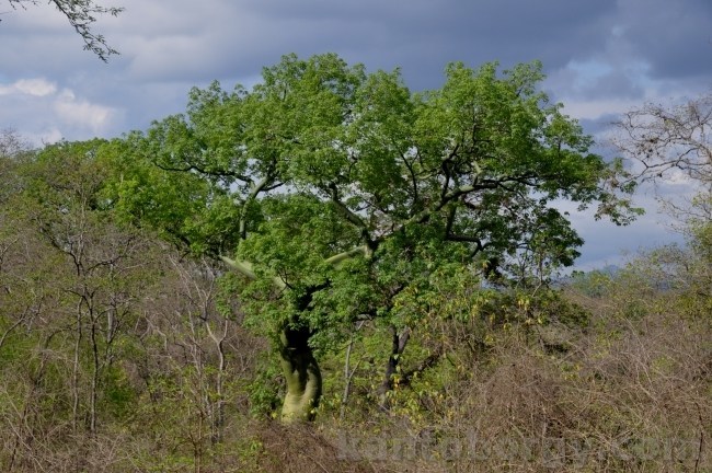 Ceiba image
