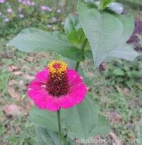 Media resource of Zinnia elegans