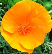 Media resource of Eschscholzia californica
