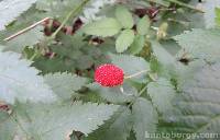 Media resource of Rubus rosifolius