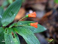 Bomarea distichifolia image