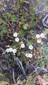 Media resource of Gentiana prostrata