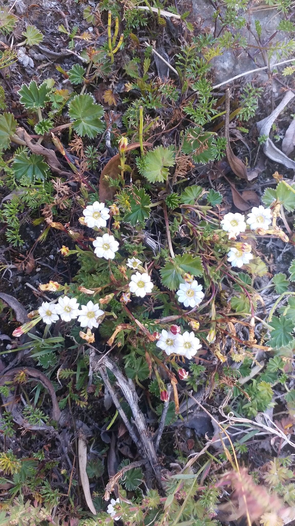Gentiana prostrata image