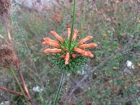 Leonotis nepetifolia image