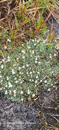 Media resource of Lysipomia laricina