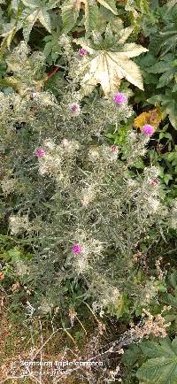 Media resource of Cirsium vulgare