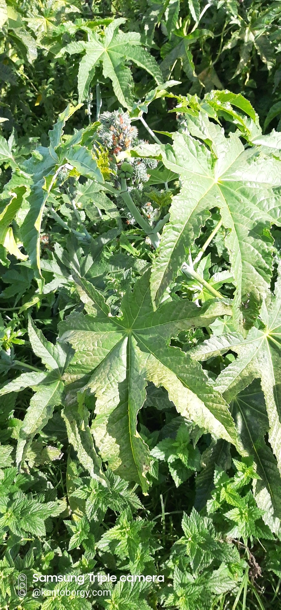 Ricinus communis image