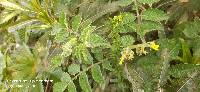 Solanum habrochaites image