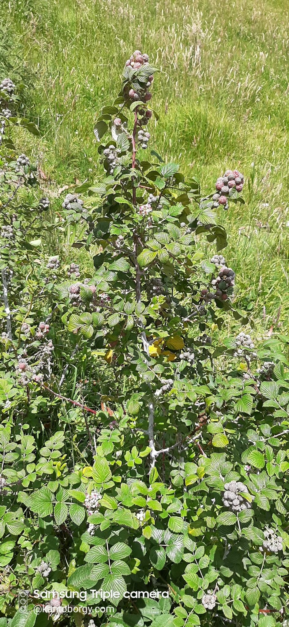 Rubus niveus image