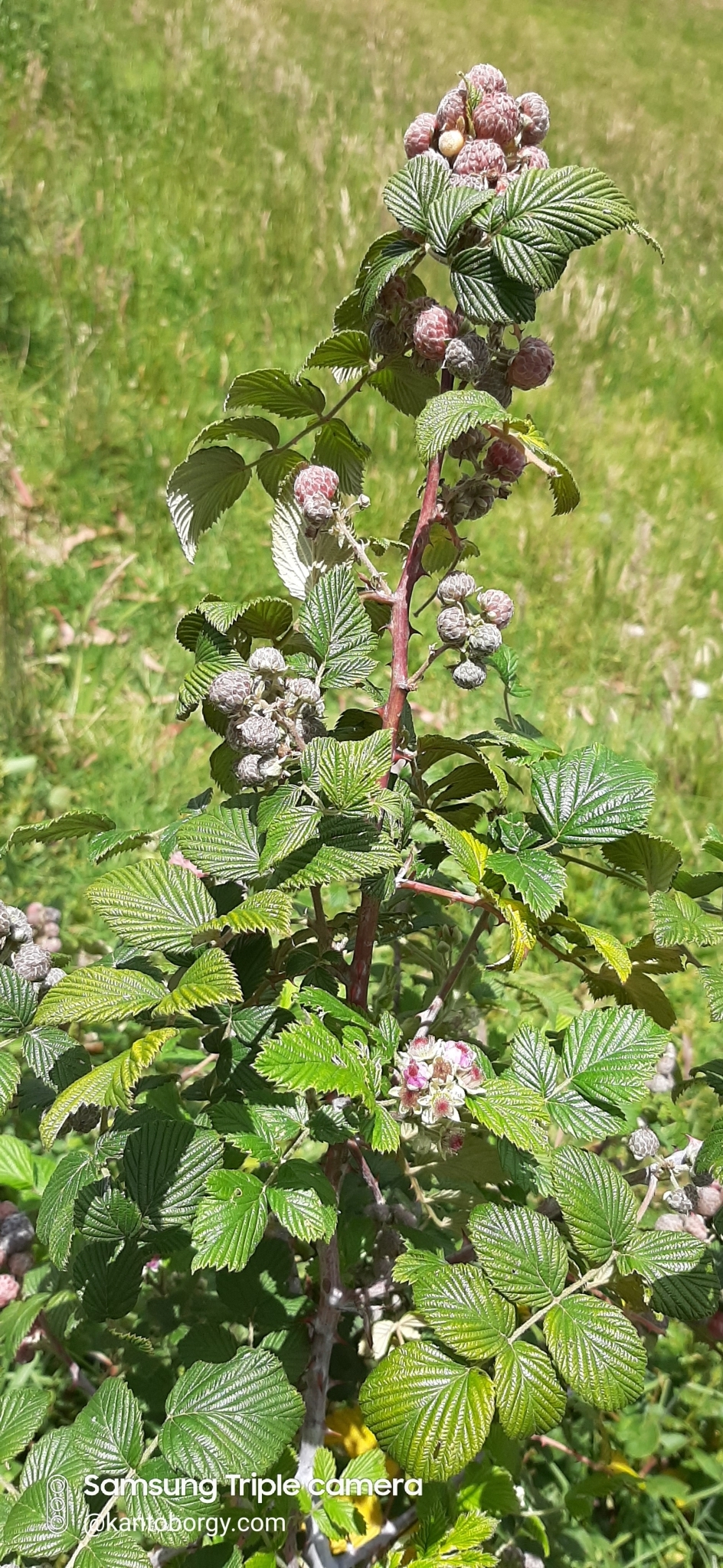 Rubus image