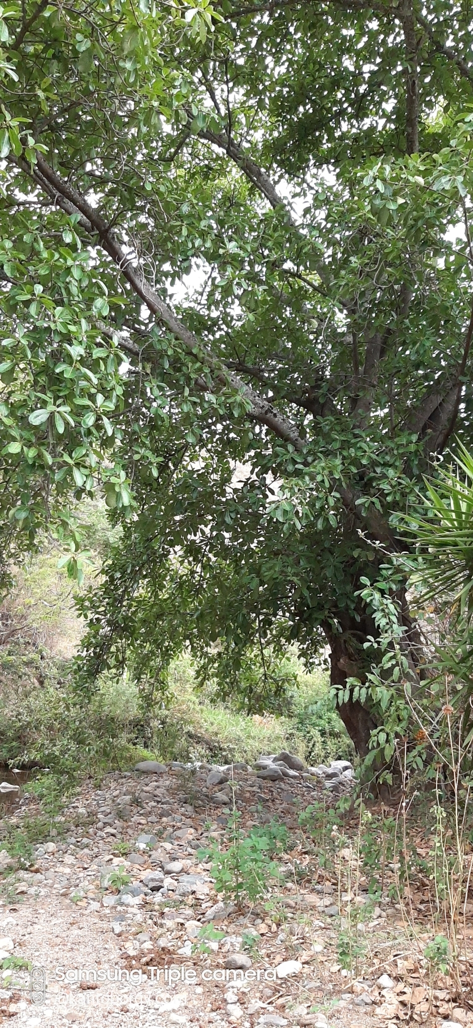 Cedrela image