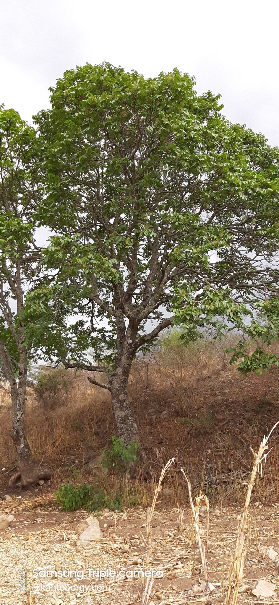 Cedrela kuelapensis image