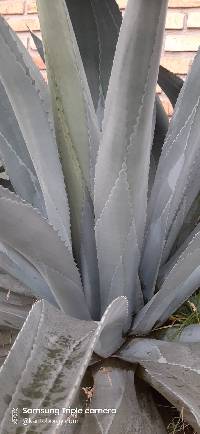 Agave americana image