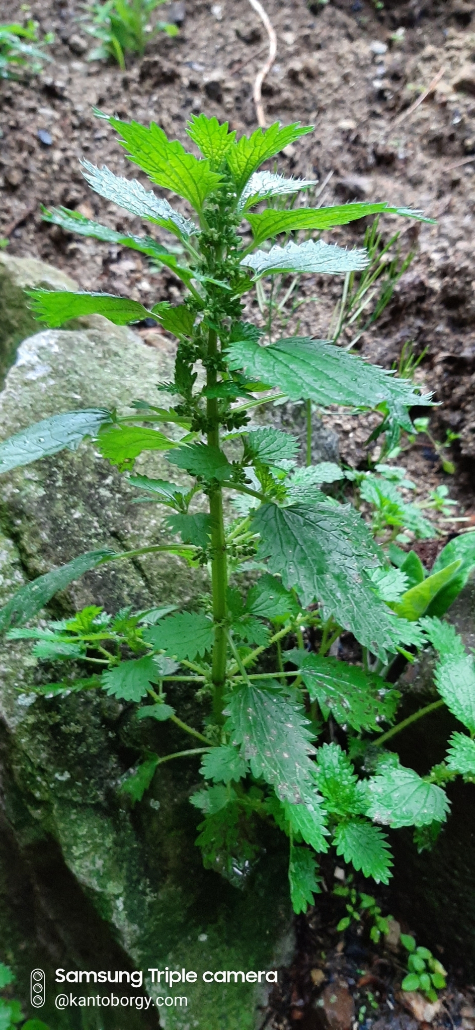 Urtica image