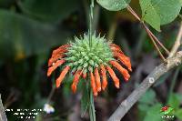 Leonotis nepetifolia image