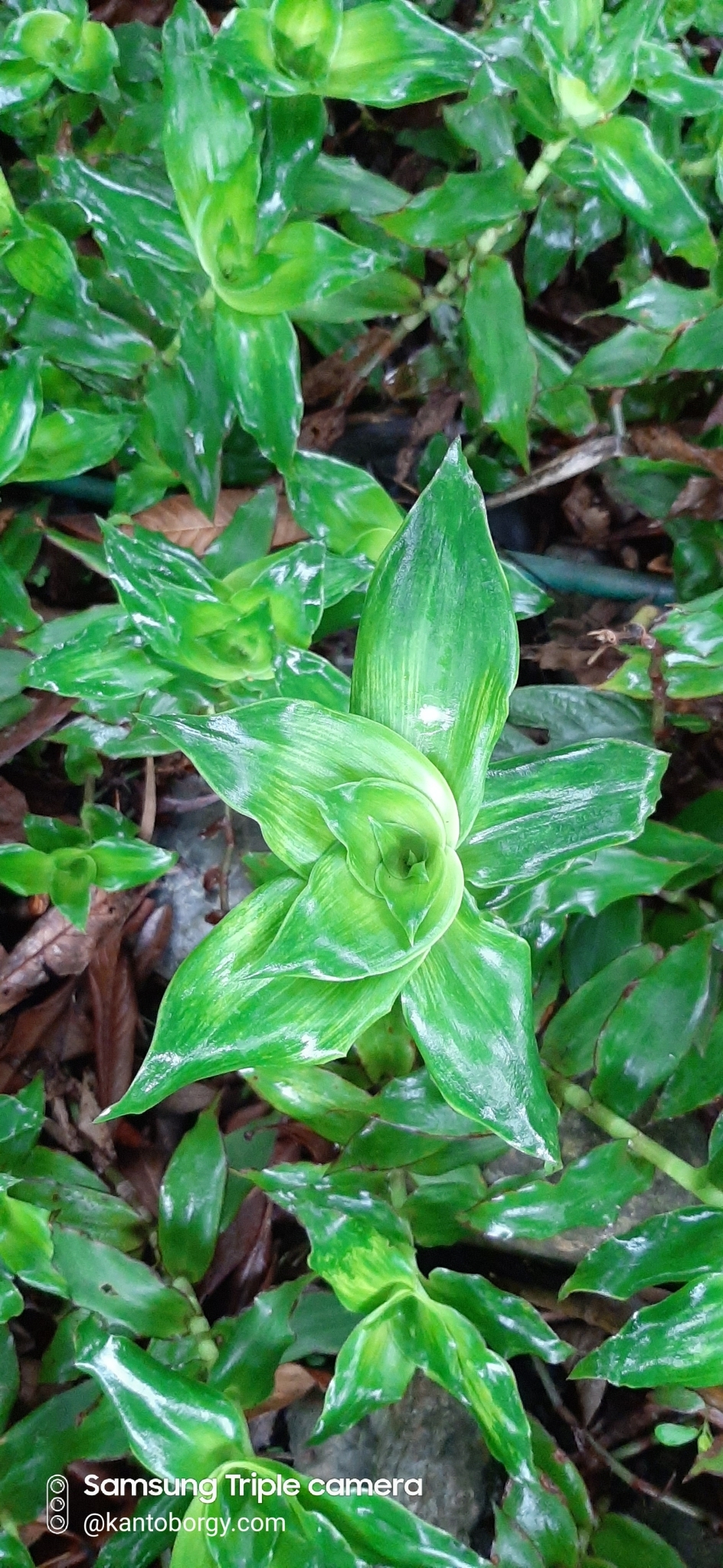 Callisia image