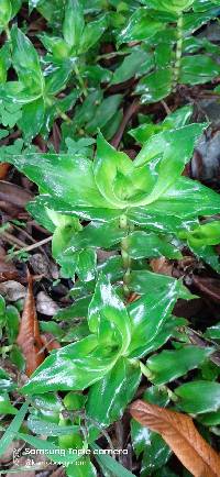 Media resource of Callisia fragrans