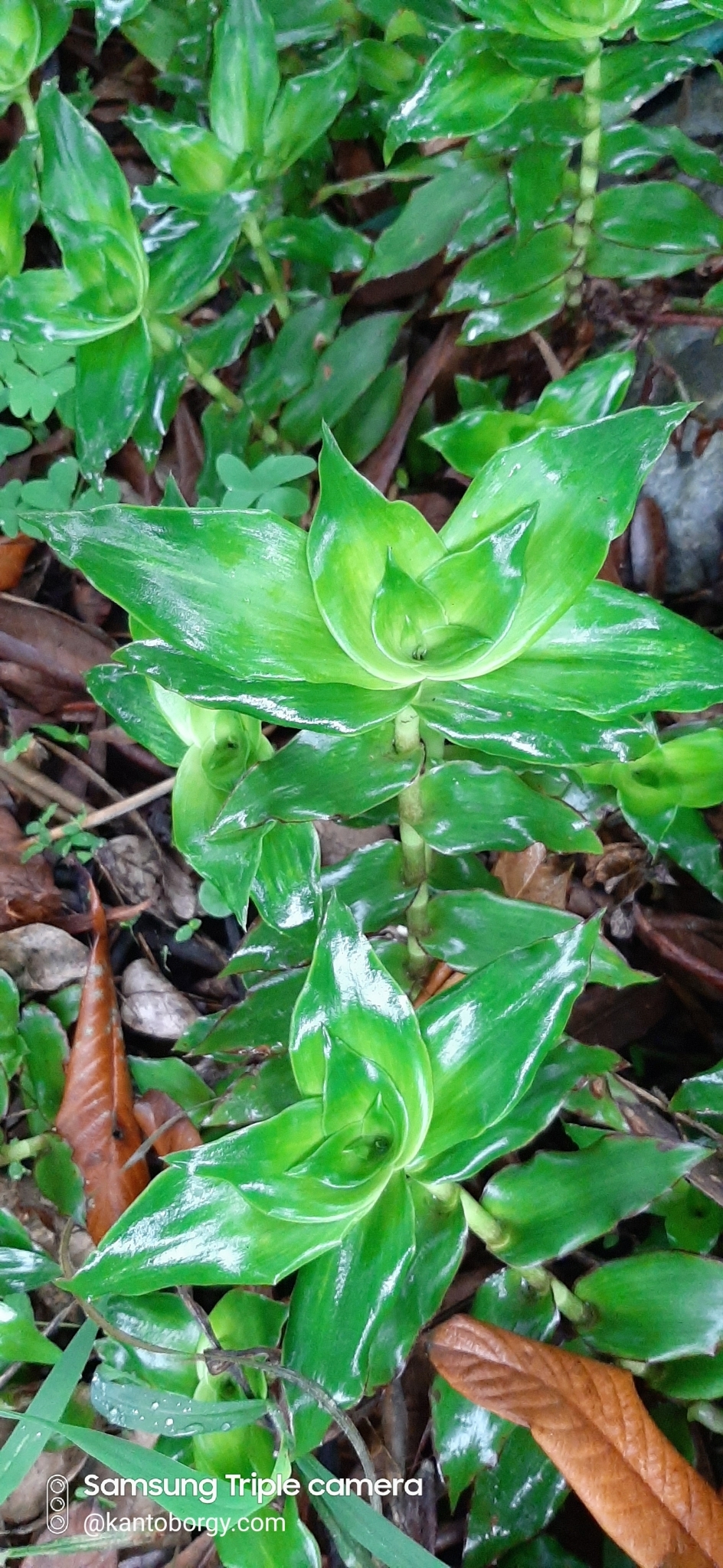 Commelinaceae image
