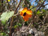 Thunbergia alata image