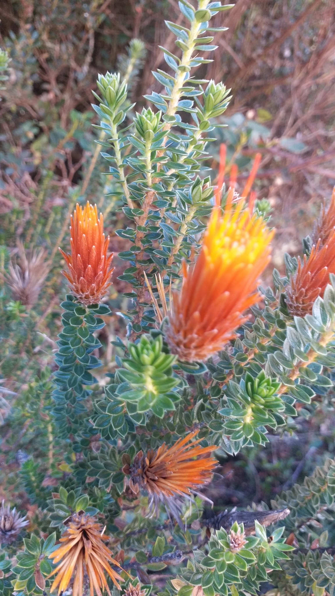 Chuquiraga jussieui image